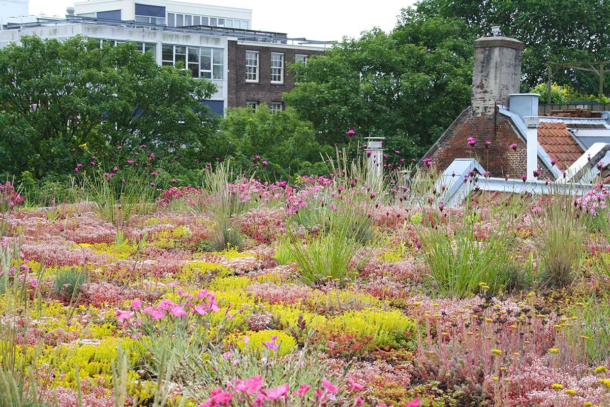 Groendak Daktuin Dakdokters Amsterdam