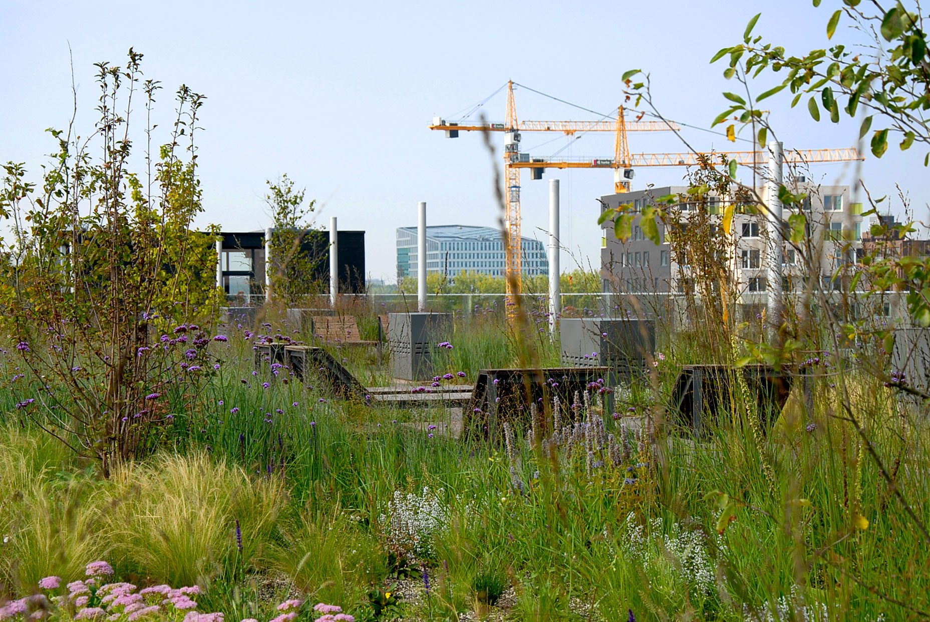 Dakdokters Boelelaan De Boel Dakpark Amsterdam