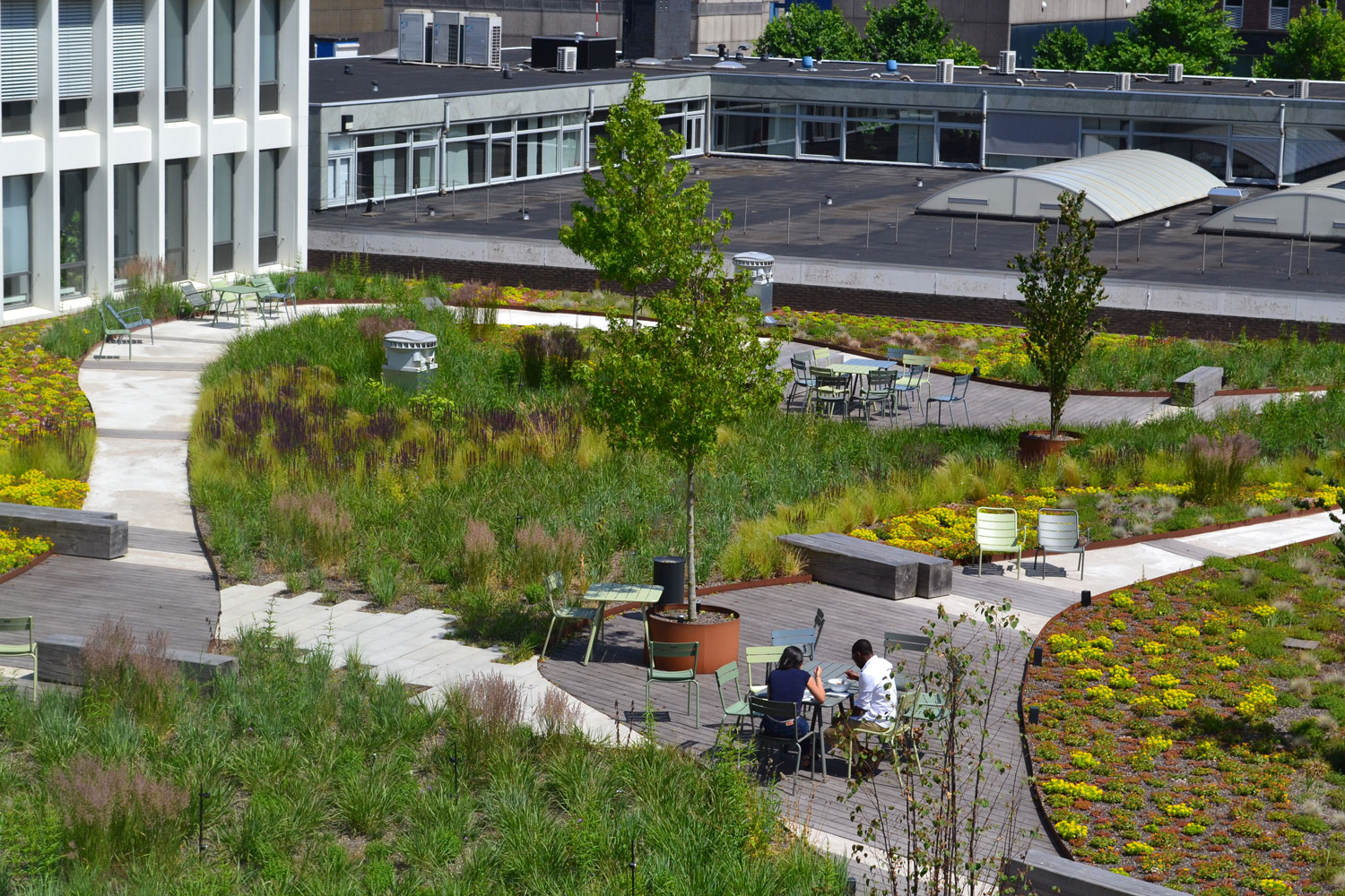 Dakdokters Breevast Dakpark Groendak Daktuin Dakterras Amsterdam