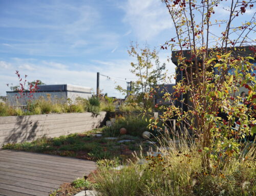 Rooftop garden Zeeburg Amsterdam